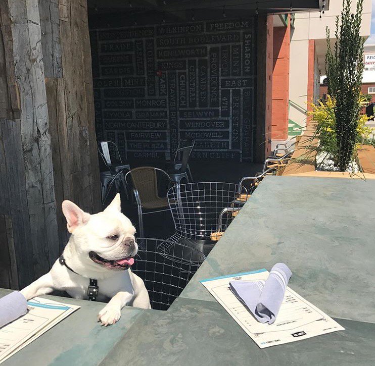 LeroyFoxKitchen's tweet photo. Bring your pups by our patio to enjoy lunch with you on this beautiful afternoon! #foxpups #stayfoxy https://t.co/nGGAGgbGR8