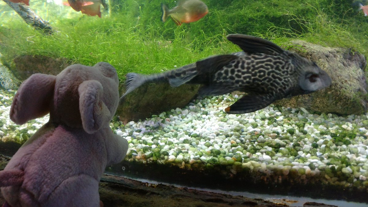_Oink_'s tweet photo. Giant glass-cleaning vacuum fish! https://t.co/FwY6OZO3Nz