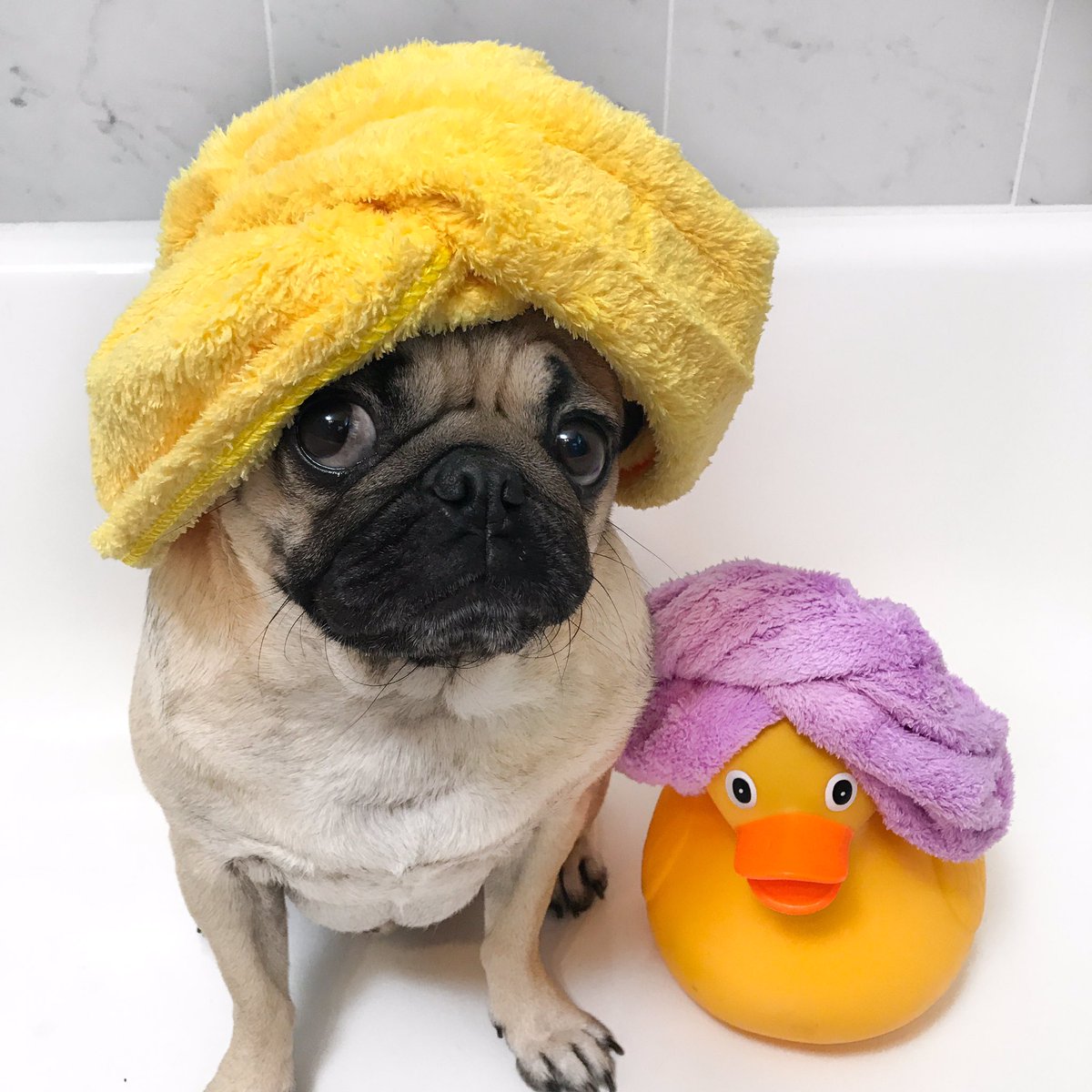 itsdougthepug's tweet photo. Find urself a good shower buddy https://t.co/m8yDypR5lA
