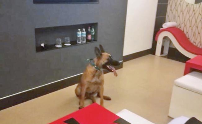 El_Universal_Mx's tweet image. Empresa da hospedaje gratuito a rescatistas y a sus perros 🐶 eluni.mx/2xYVgEt