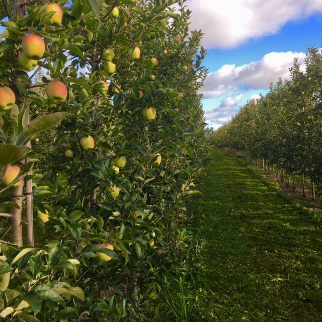 Ardiel Cider House tweet media