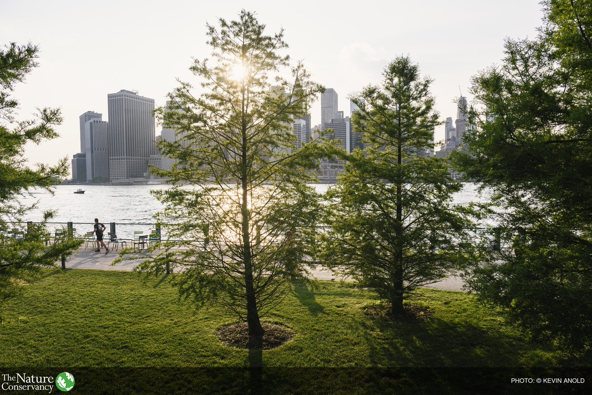 How do we make cities cooler and healthier? Plant more trees. bit.ly/2hoxwPk | <a href="/PascalMitter/">Pascal Mittermaier</a> for <a href="/NewCitiesFound/">Account moved to @NewCities</a>