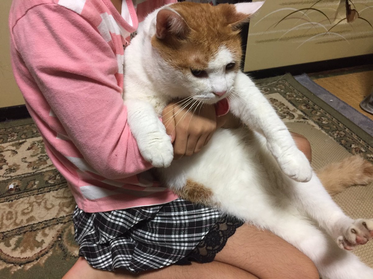 萌え注意 脱走先から捕獲された猫さんの表情や姿かたちがめっちゃgood めっちゃ抵抗感出てる 捕獲萌え Togetter 萌え注意 脱走先から捕獲された猫さんの表情や姿かたちがめっちゃgood めっちゃ抵抗感出てる 捕獲萌え Togetter