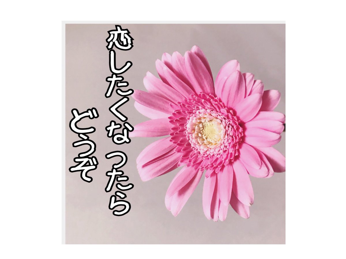 Chizuko ピンクのガーベラの花言葉は 崇高な愛 ピンクは恋愛運アップなのでぜひお部屋に飾ってね ガーベラ ピンク 恋愛運アップ フォロバ Tnp