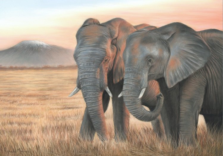 New artwork. 'Best Friends'. Pastel portrait of two elephants. #wildlifeart #elephant #softpastels #art
