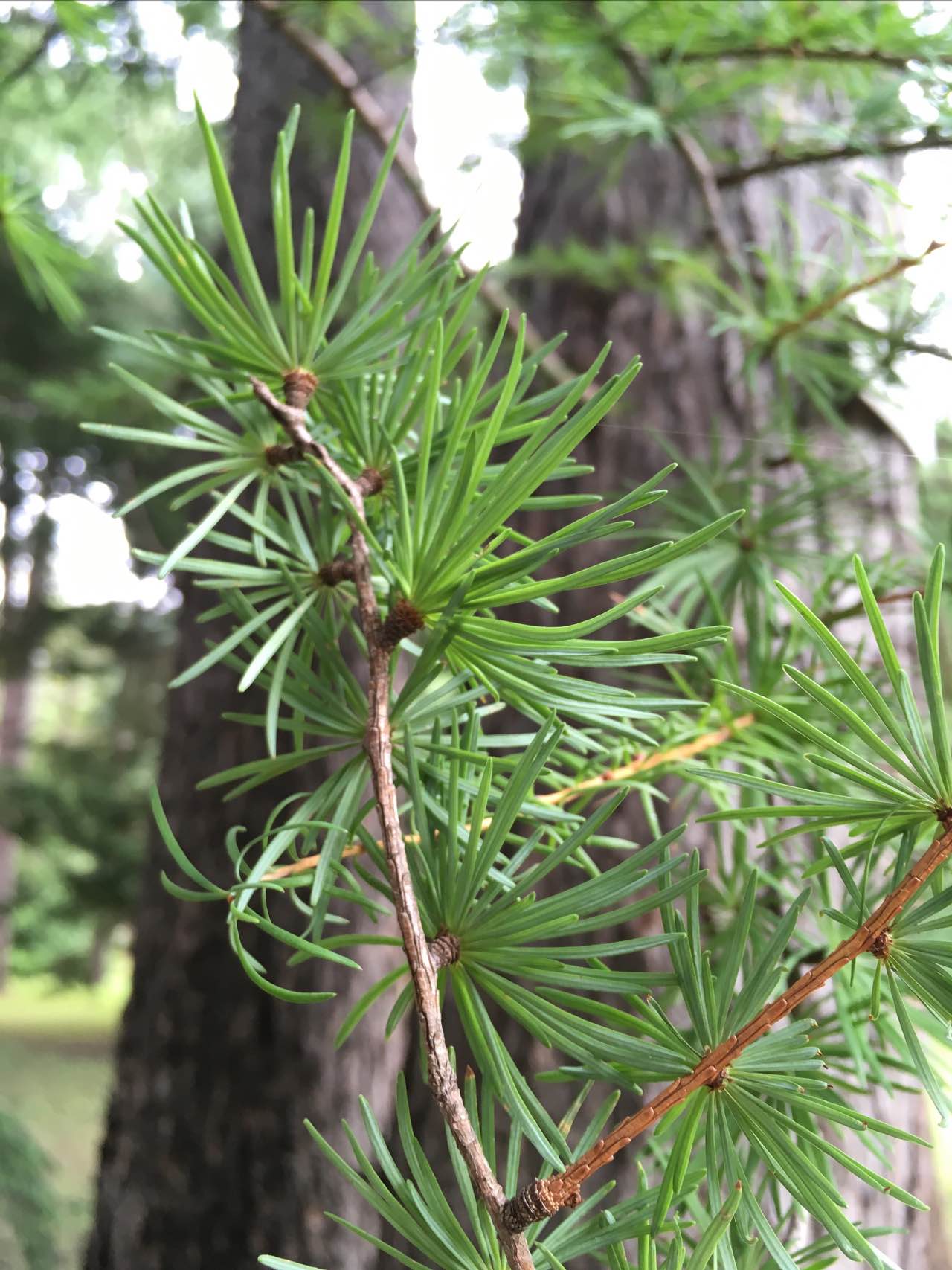 Twitter এ Pka カラマツ Larix Kaempferi マツ科カラマツ属の落葉高木 葉は柔らかい針葉で明るい緑色 短枝では 30枚束になって生え 長枝では螺旋状に生える 秋には美しく黄葉する 日本産の針葉樹では唯一の落葉樹 寒冷地の先駆性樹木で 北海道などでさかん