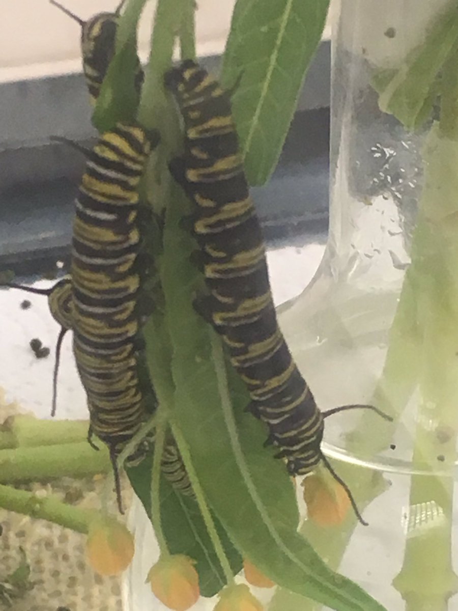 ConCon1211's tweet photo. Butterflies are happening in 6th science in Mrs C's room. #clintonmiddleschool #sciencerocks https://t.co/aAERIPgESW
