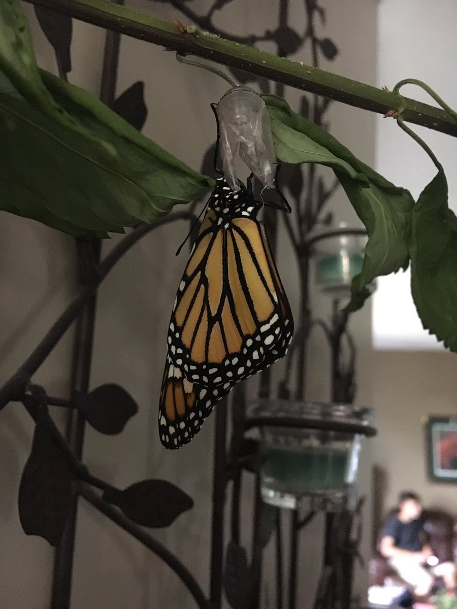 Best science lesson ever - 1 caterpillar, milk weed - super cool caching and afew days later these beauties fluttering around the house