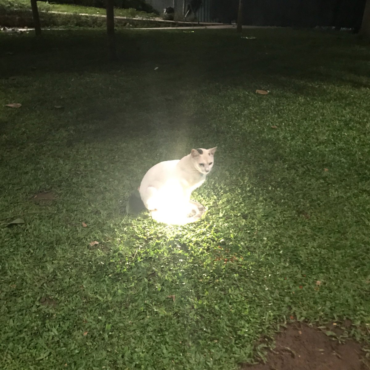 keithoconazole_'s tweet image. You have been visited by the luminous kitty. 🐱✨

RT to pass all your exams. You shall fail otherwise.