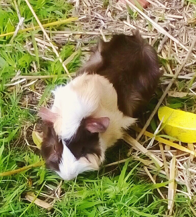 potatopigs18's tweet photo. Darcy and Rosanna 💖💙
#guinsgettingfatforwinter https://t.co/O00P8wF4Uq