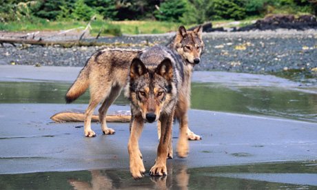 _wolves__'s tweet image. ~Have a nice weekend wolf lovers~