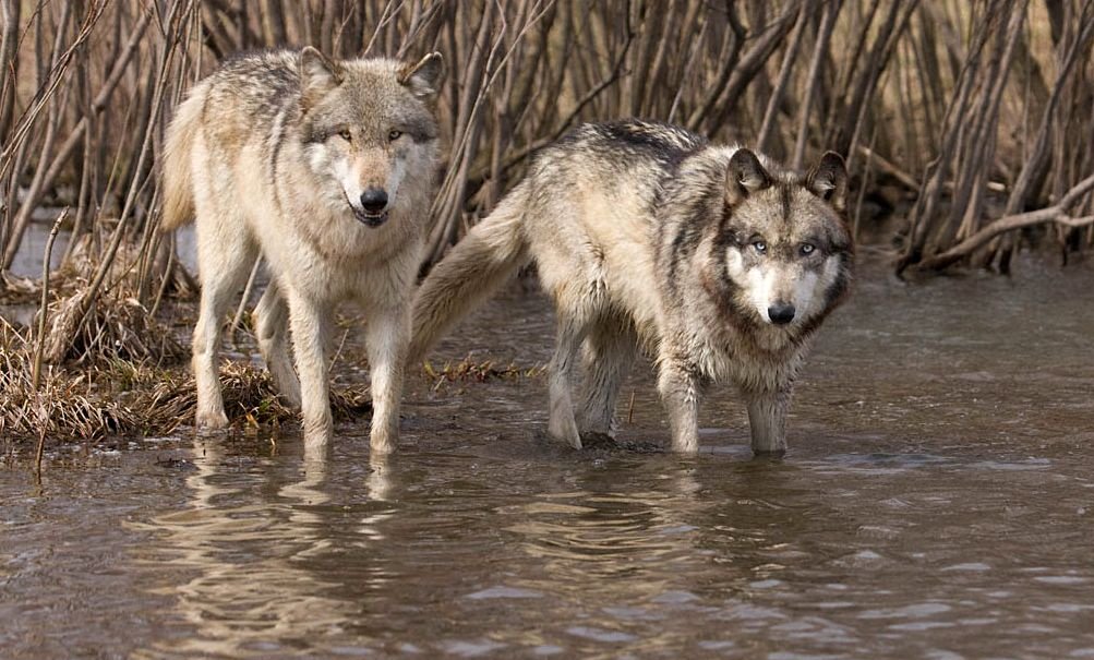 ~Have a nice weekend wolf lovers~