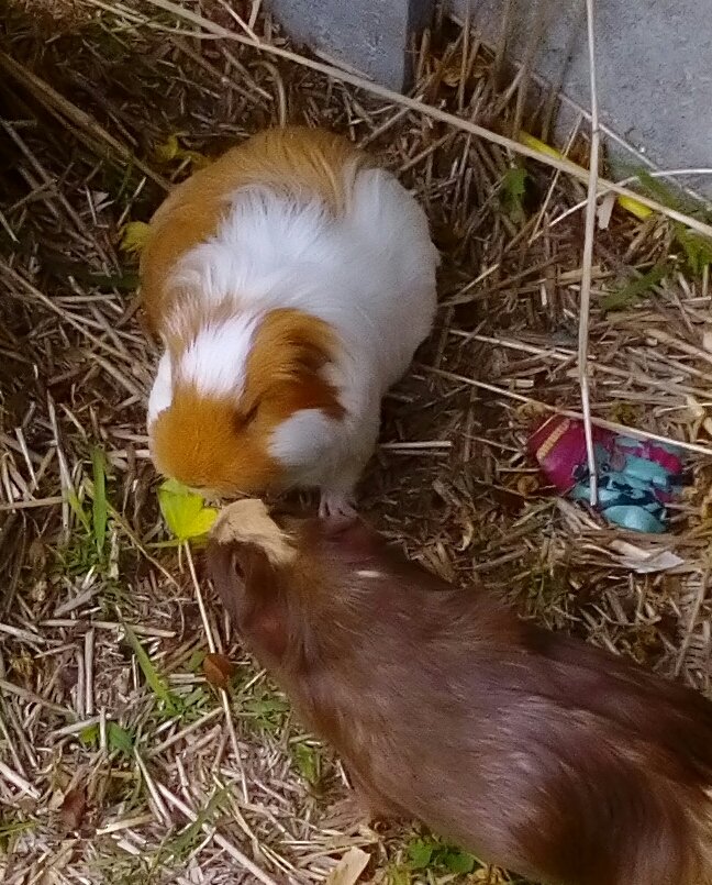 potatopigs18's tweet photo. Reggie, Honey and Boris 💙💎💙
#guinsgettingfatforwinter https://t.co/VKItGpA9ds