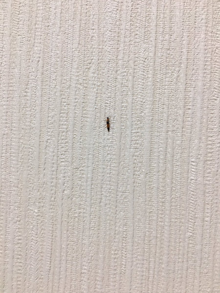 るい Auf Twitter 部屋に変な虫いたから調べたらアオバアリガタハネカクシっていう体液に毒持ってる虫だったっぽい 潰さなくてよかった るい Auf Twitter 部屋に変な虫いたから調べたらアオバアリガタハネカクシっていう体液に毒持ってる虫だったっぽい 潰さなくてよかった
