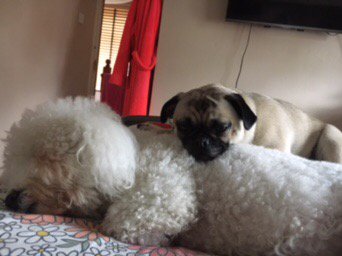 MaisyandToby's tweet photo. Toby and Nellie x https://t.co/hRW7ZxpNjs