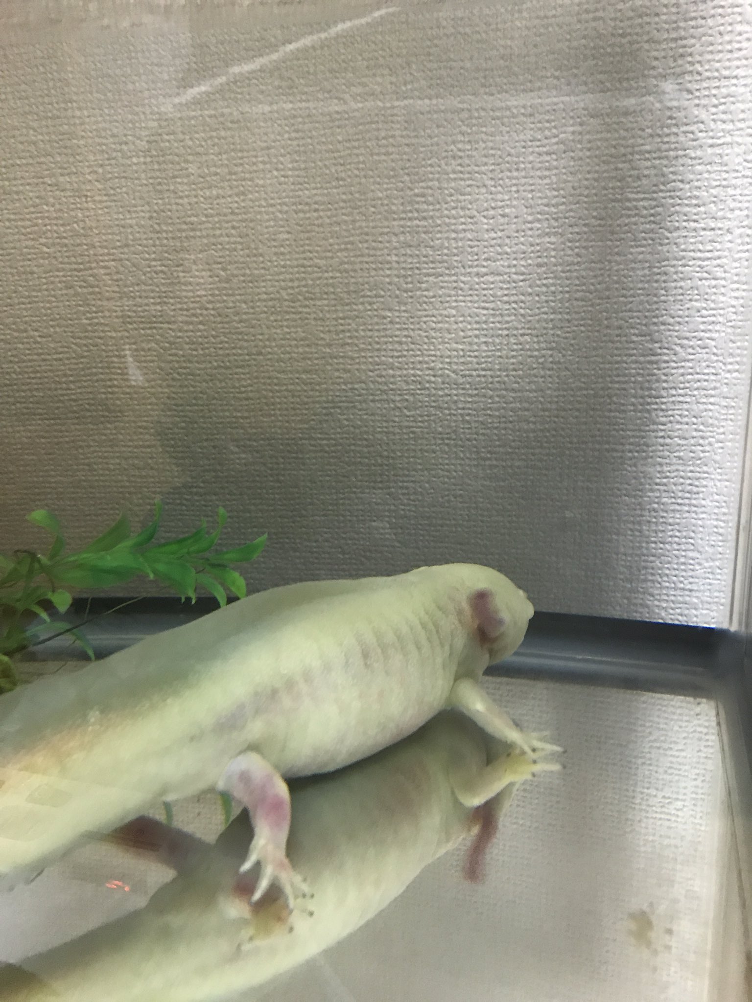 Yuki レッドレッグ病 ですか 明日病院に連れていきます 先生が10度以下にしてくださいと仰っていたのですが この治療をやった事ある方に冷却の仕方や 薬浴 ききたいです一人暮らし用の冷蔵庫なので小さいプラケースにウパをいれて10度以下にするのは