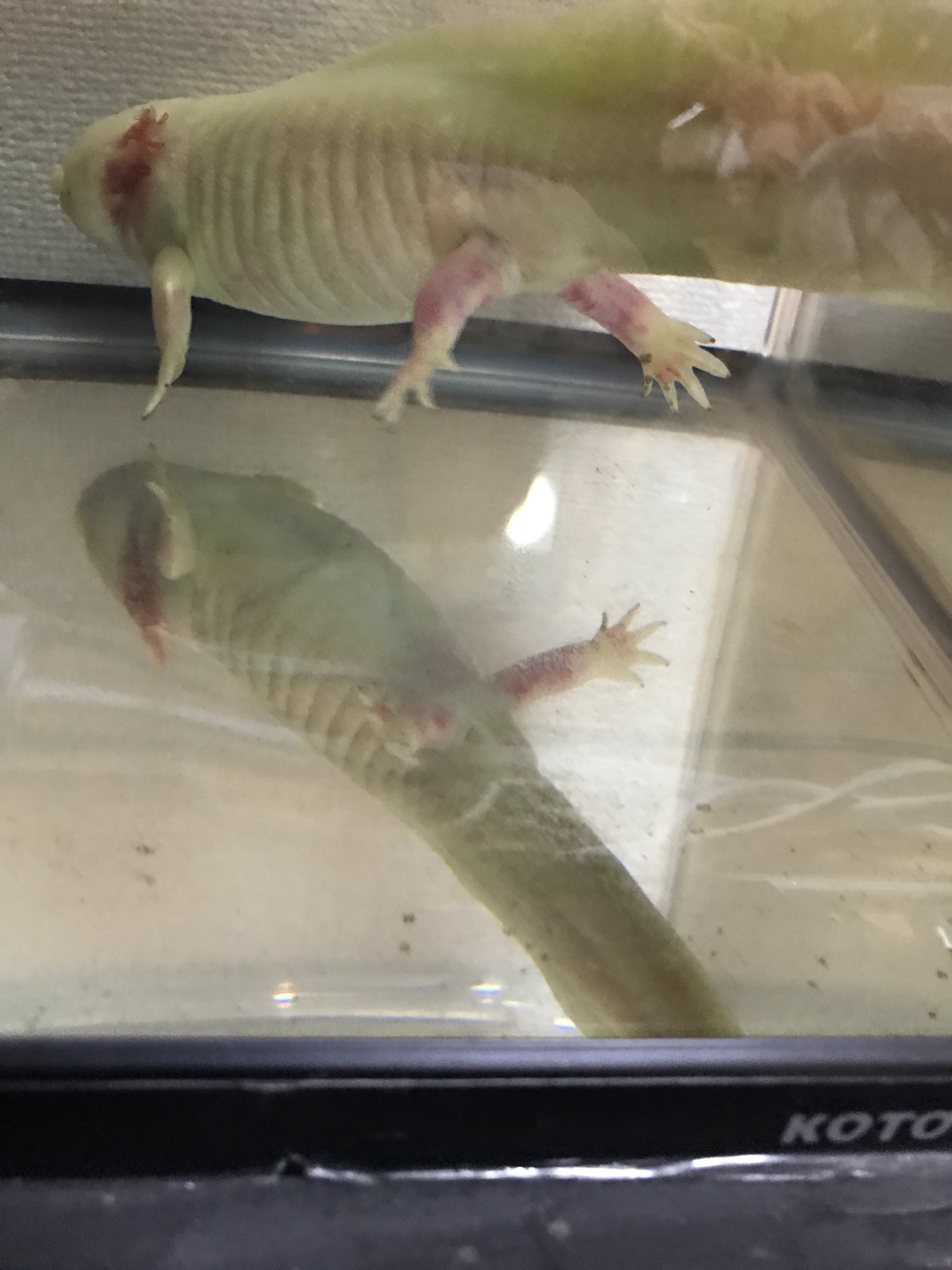 Yuki レッドレッグ病 ですか 明日病院に連れていきます 先生が10度以下にしてくださいと仰っていたのですが この治療をやった事ある方に冷却の仕方や 薬浴 ききたいです一人暮らし用の冷蔵庫なので小さいプラケースにウパをいれて10度以下にするのは