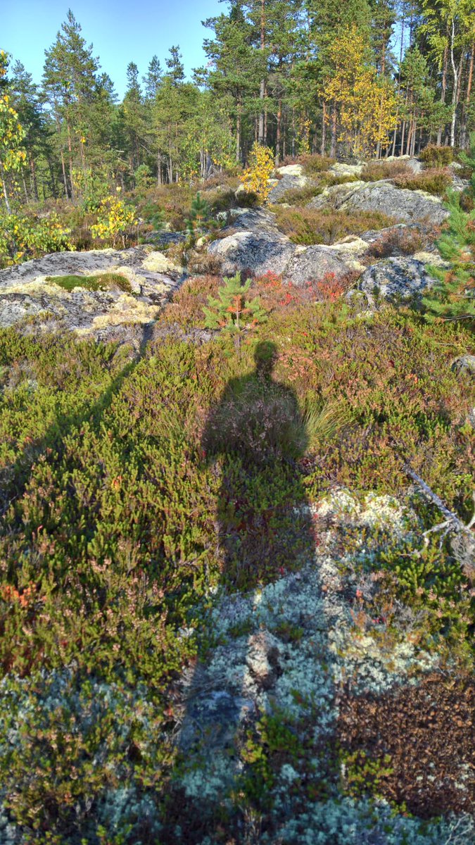 Varjot pitenevät Rotevanvuorella. Metsä odottaa...