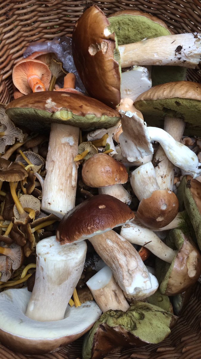 BLindelof's tweet photo. The forest is full of delicious mushrooms #food #fromforesttotable https://t.co/wtHbFbCg89