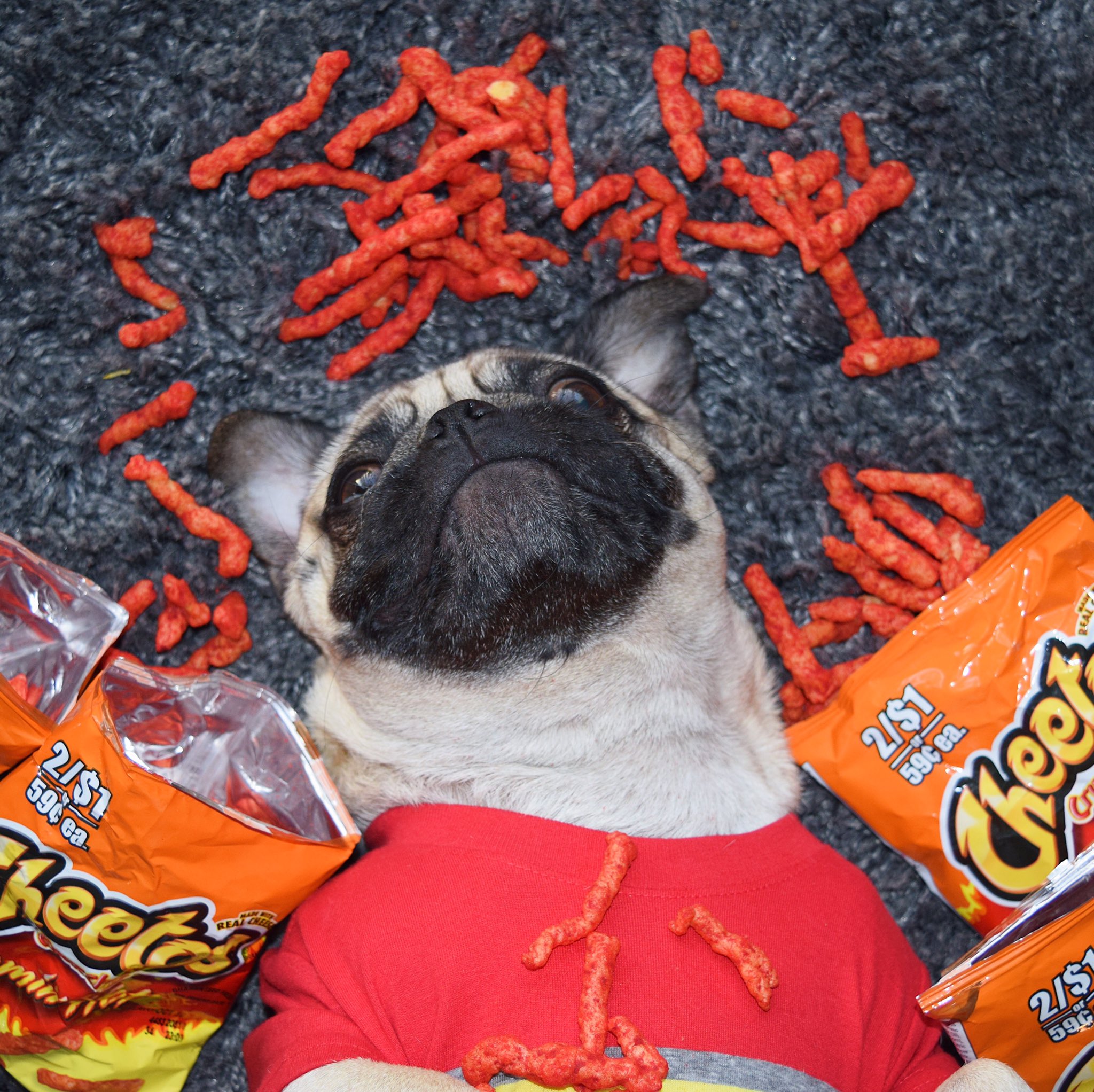 Dog eating cheetos discount