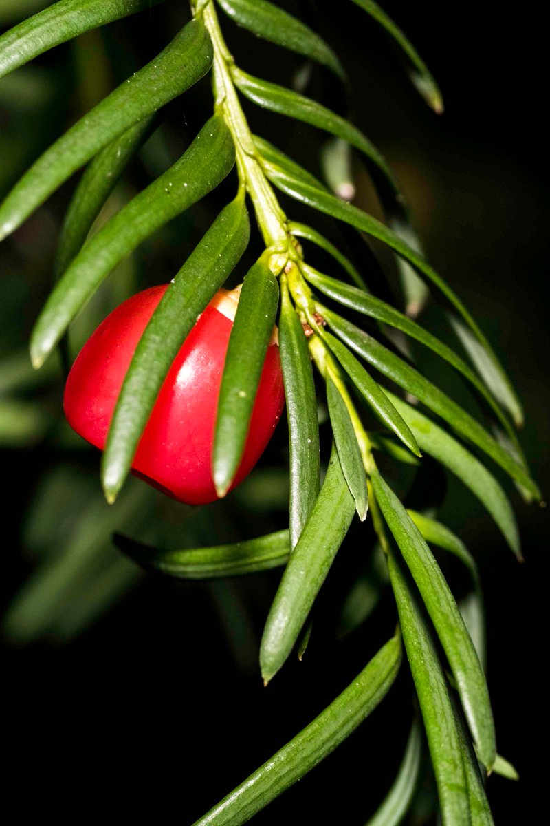 paulmitchell1p's tweet photo. #Yew (#Taxus #baccata) #berry. https://t.co/i2klt8Ax7I