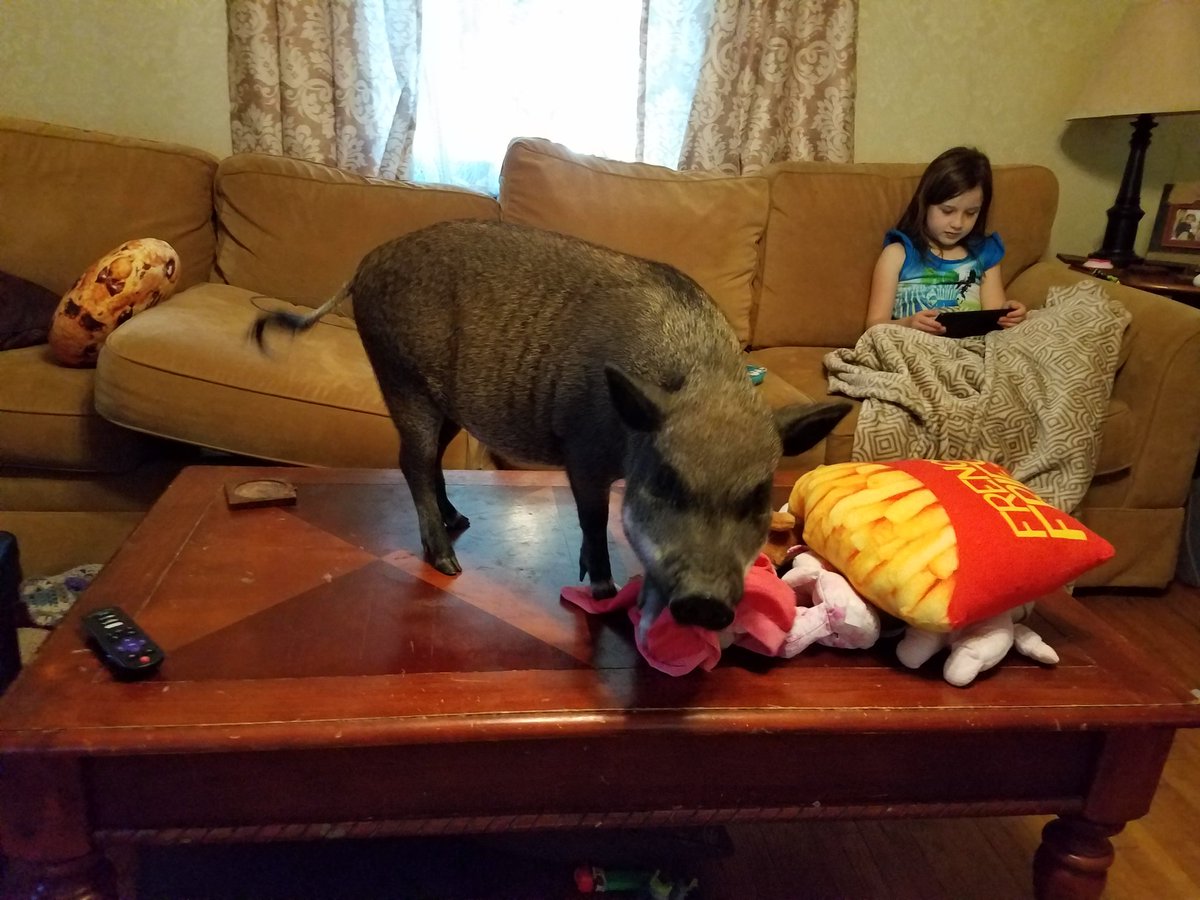 XplodingUnicorn's tweet photo. Wife: *calls* Is the house clean?

Me: Don't come home. https://t.co/FaKHRMy9px