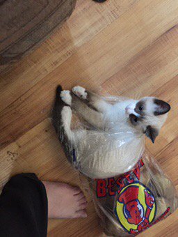 craftyarning's tweet image. Happy #caterday everyone! This is potato #cat hehe