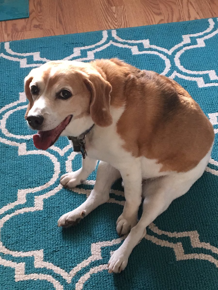 MsBrown_Sci's tweet photo. Non-school related, but my pup is doing much, much better. With the help of medication (developed by scientists) Bertram is recovering! https://t.co/avO6NaR94o