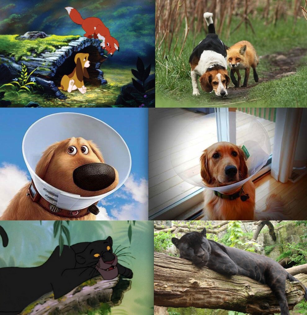 Salooun's tweet photo. Les personnages de Disney dans la vraie vie https://t.co/duIXqsOglY