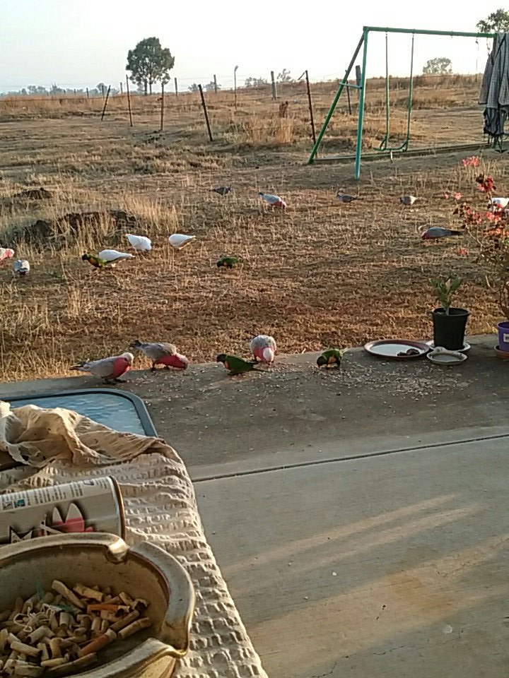 katek4307's tweet photo. #Sunday #morning #coffee goes like this in #mutdapilly #queensland #scenicrim#discoveripswich #featheredfriends #galah #corella #lorikeet https://t.co/n5kXB6fqbm