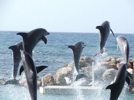 Swimming with the Dolphins... Yeah that's what it is 😎 #Funtimes @ #GrandCayman #CaymanIslands