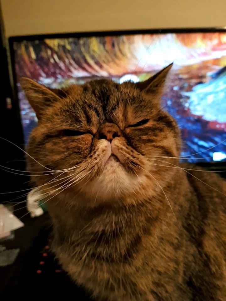 mikediarmid's tweet image. #rnfirebase v3 now in development by a cats butt. 😺 probably better code than me anyway #firebase #reactnative #android #ios #javascript