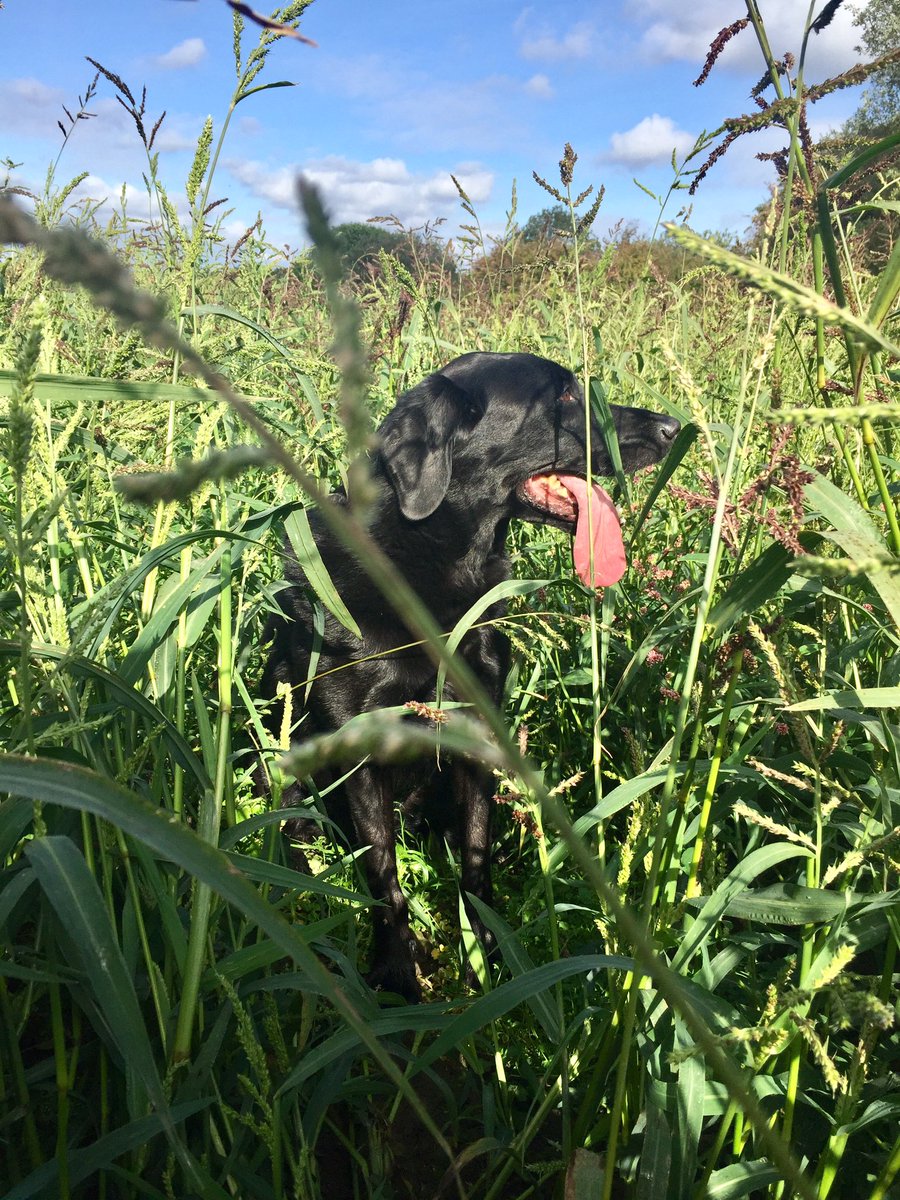Best day of the year...#shooting #gundog #gamekeeper #friendship