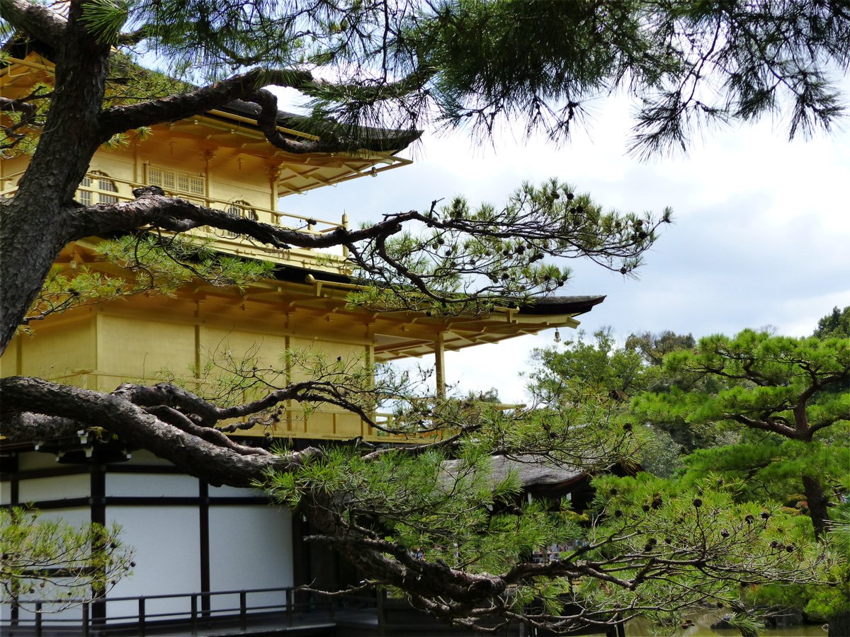 Renace como el Ave Fenix en su Pabellón Dorado. #Japon #Kinkakuji #Japan <a href="/JaponEamigos/">Japón Entre Amigos</a>