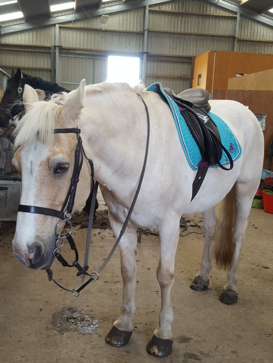 MillieBroon's tweet photo. Wee old Hamish has come to the stark revelation that the golf season is finished 😂
#grumpyhorse https://t.co/UaoA3SLvH3
