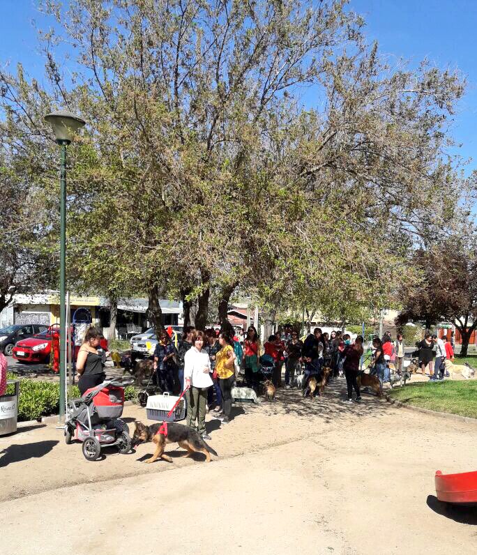 Gran presencia de vecinos y mascotas en Plaza Las Campanas por operativo de Vacunación y Desparasitación #TenenciaResponsable #AlmadeBarrio