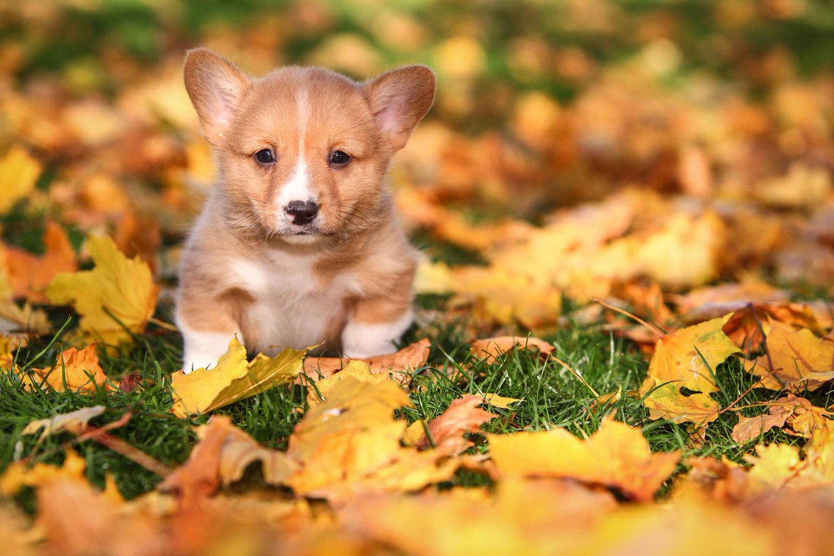 AnimalPlanet's tweet photo. It's the first Saturday of Fall! Just might not feel like it quite yet... https://t.co/VeUzzkIBSu