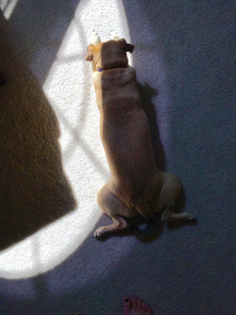 ktwildcat1995's tweet photo. When you want to catch some rays, but it's too hot outside. #isitreallyfall https://t.co/Gh0I8DWRgg