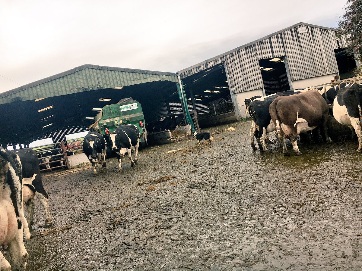 Sarahhh_Bennett's tweet image. Looks like winters come earlier than expected #feeding #teamdairy #winterroutine #home