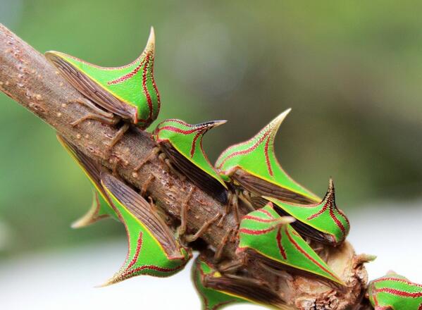 InfoMyT's tweet photo. El insecto Umbonia spinosa imita a la perfección una espina para poder sobrevivir. https://t.co/dPhflxE160