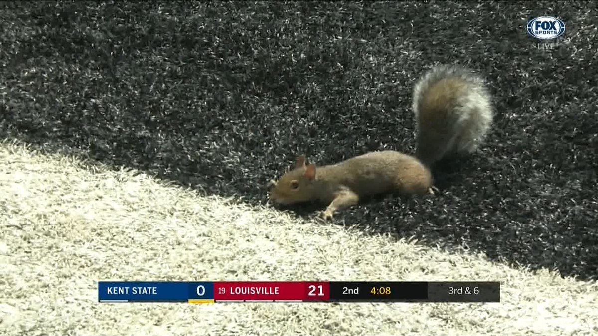 nataliegrise's tweet photo. MVP of the 1st half of Louisville-Kent State #squirrelforheisman https://t.co/IY6C6MOoHa