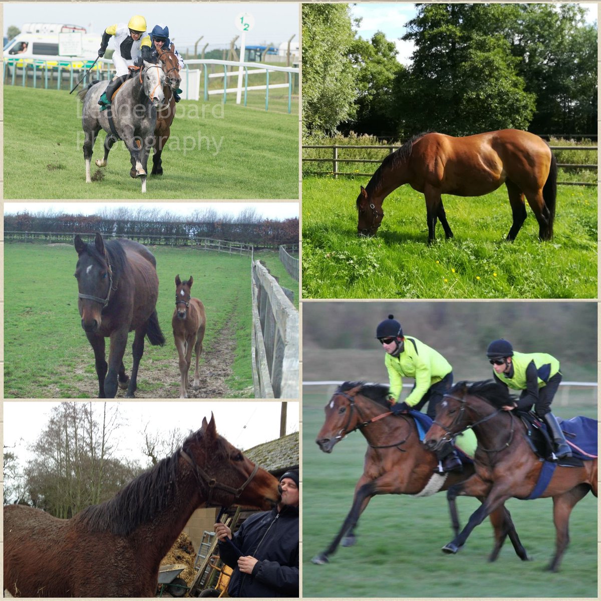 Starlite Jewel has come a long way. Delighted to have her in foal to <a href="/Haras_d_Etreham/">Haras d'Etreham</a> Wootton Bassett  <a href="/stud_farm/">Taihei Stud Farm</a>