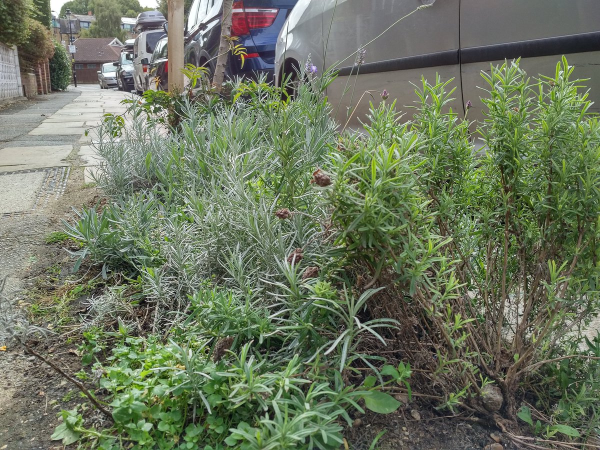 MarxdeMorais's tweet photo. It really works residents expanding #GuerrillaGardening all over #GospelOak. Together for a #GospelOak that works for everyone. #GuerrillaGO https://t.co/YRT7bEmggg