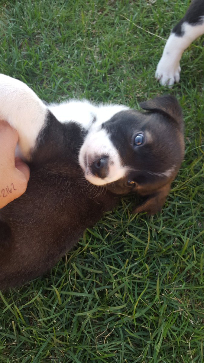 taylorcowen's tweet photo. Hurry this puppy is looking for someone to go home with!! Dm me if your interested!!❤❤🐶 https://t.co/IJh4Vf1ktb