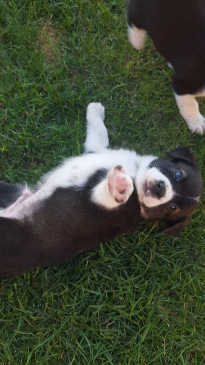 taylorcowen's tweet photo. Hurry this puppy is looking for someone to go home with!! Dm me if your interested!!❤❤🐶 https://t.co/IJh4Vf1ktb