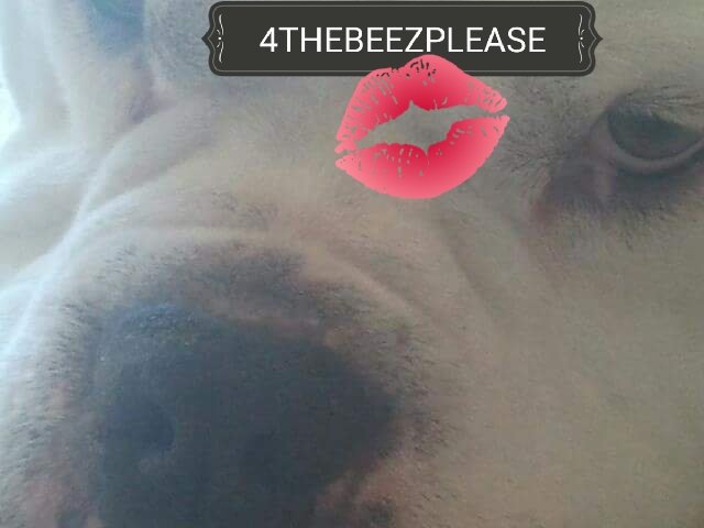 4THEBEEZ2's tweet photo. @reddogsusie THANKYOU THANKYOU EVERYONE AND HIS NEW OWNER #GOATTICUS https://t.co/sqIZI1Wpe9
