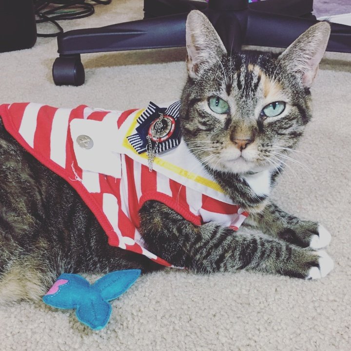 thewhiskerbox's tweet photo. Zoey got promoted to #Captain โด๏ธ! She's all paws on deck and decked out head to tail ๐น๐พ๐ป. #caturday #captainkitty #CatsOfTwitter #cats https://t.co/KeRPM2c0cM