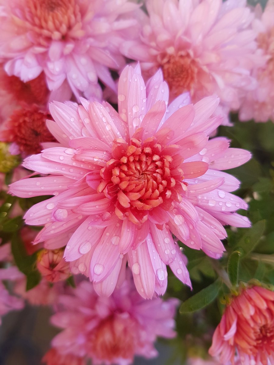 camera_beauty's tweet photo. Summer in Autumn🌸 #whatisgoingon #nofilter #pinkflower  #waterdroplets #sudburyontario  #sudburyphotographer  #beautyandthecamera https://t.co/vXMKhBwf6C