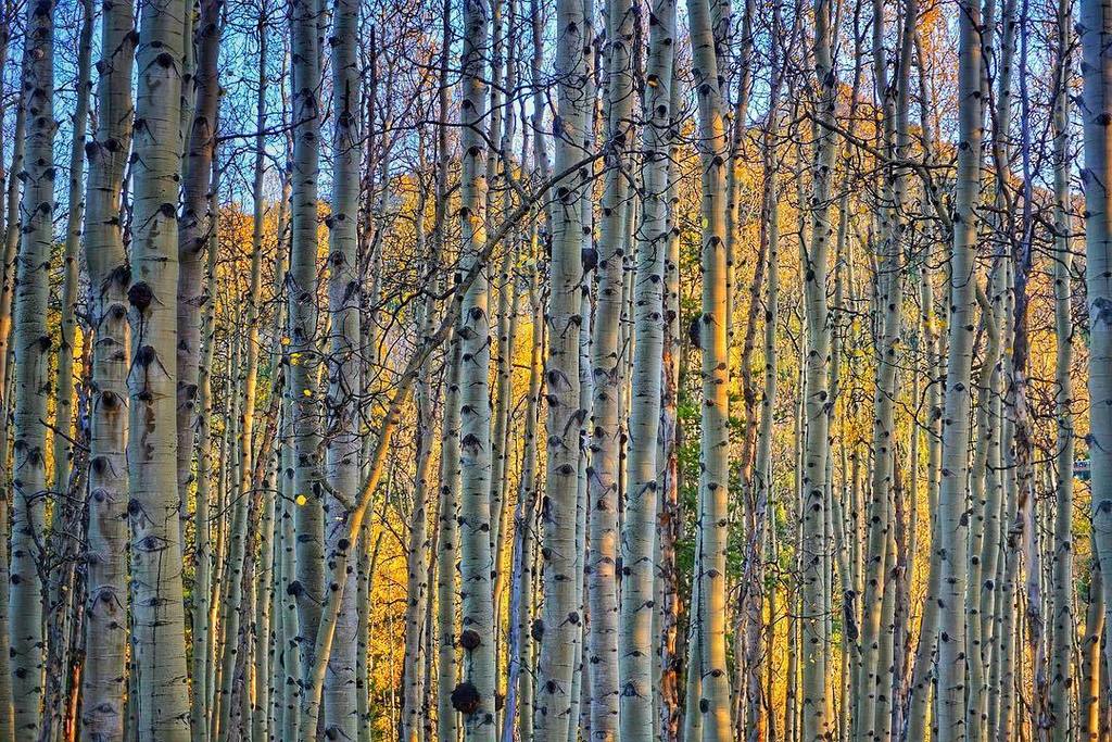 eyincbco's tweet photo. Shadows and light. #CrestedButte #Colorado #fallcolors #aspens #cbcolors #colradogram #leafpeeping #colorfulcolor… https://t.co/o8KyVmHRMy https://t.co/7CRM050ORE