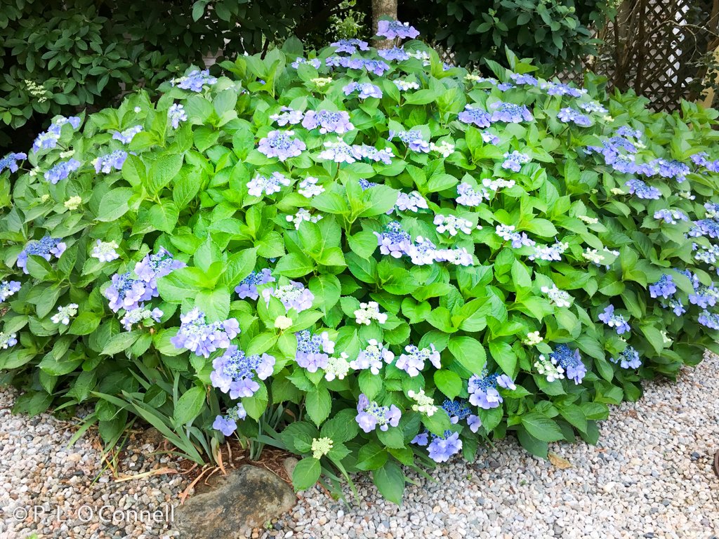 PalmerHouseInn's tweet image. #LaceCapHydrangea haven&apos;t bloomed for two years but this year we&apos;ve been rewarded #hydrangea #CapeCodGarden ow.ly/ZbHe30ffYtF